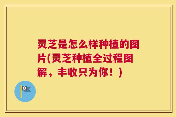 灵芝是怎么样种植的图片(灵芝种植全过程图解，丰收只为你！)