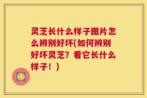 灵芝长什么样子图片怎么辨别好坏(如何辨别好坏灵芝？看它长什么样子！)