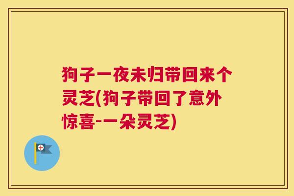 狗子一夜未归带回来个灵芝(狗子带回了意外惊喜-一朵灵芝)
