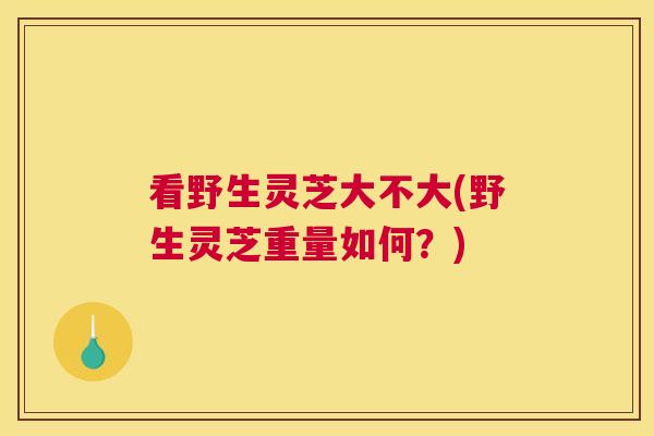 看野生灵芝大不大(野生灵芝重量如何？)