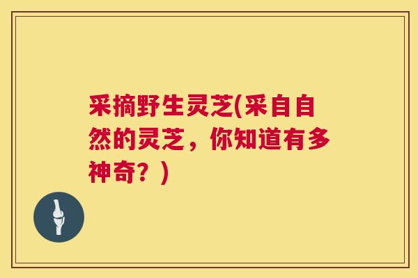 采摘野生灵芝(采自自然的灵芝，你知道有多神奇？)