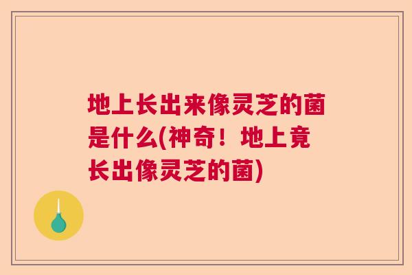 地上长出来像灵芝的菌是什么(神奇！地上竟长出像灵芝的菌)